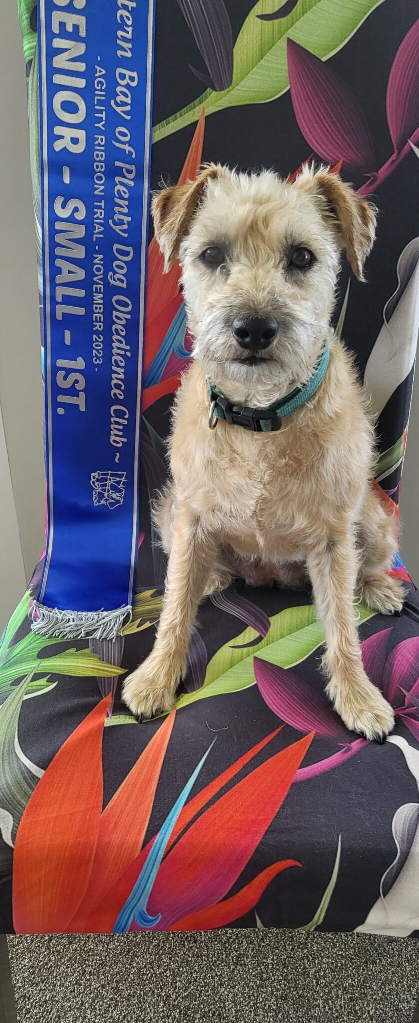 Photo Gallery Tauranga Dog Training Club