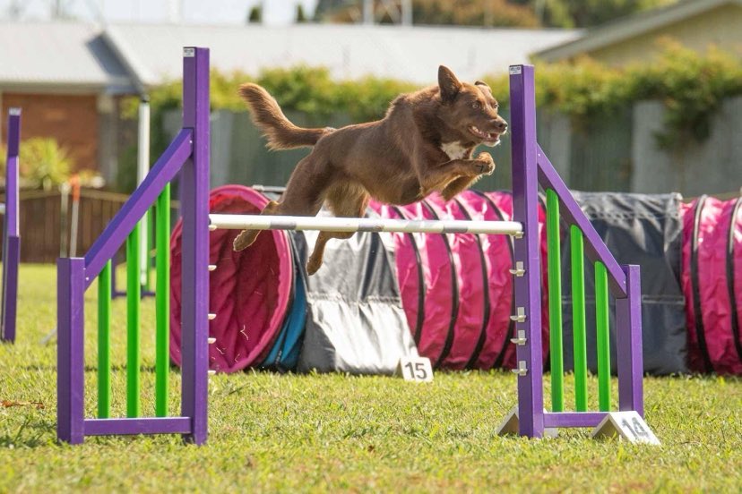 About Us Tauranga Dog Training Club