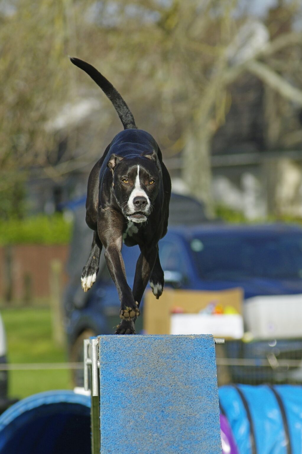 About Us Tauranga Dog Training Club