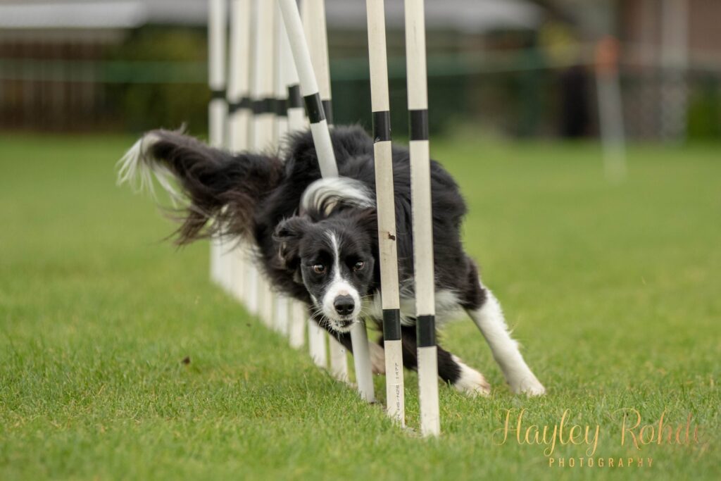 About Us Tauranga Dog Training Club
